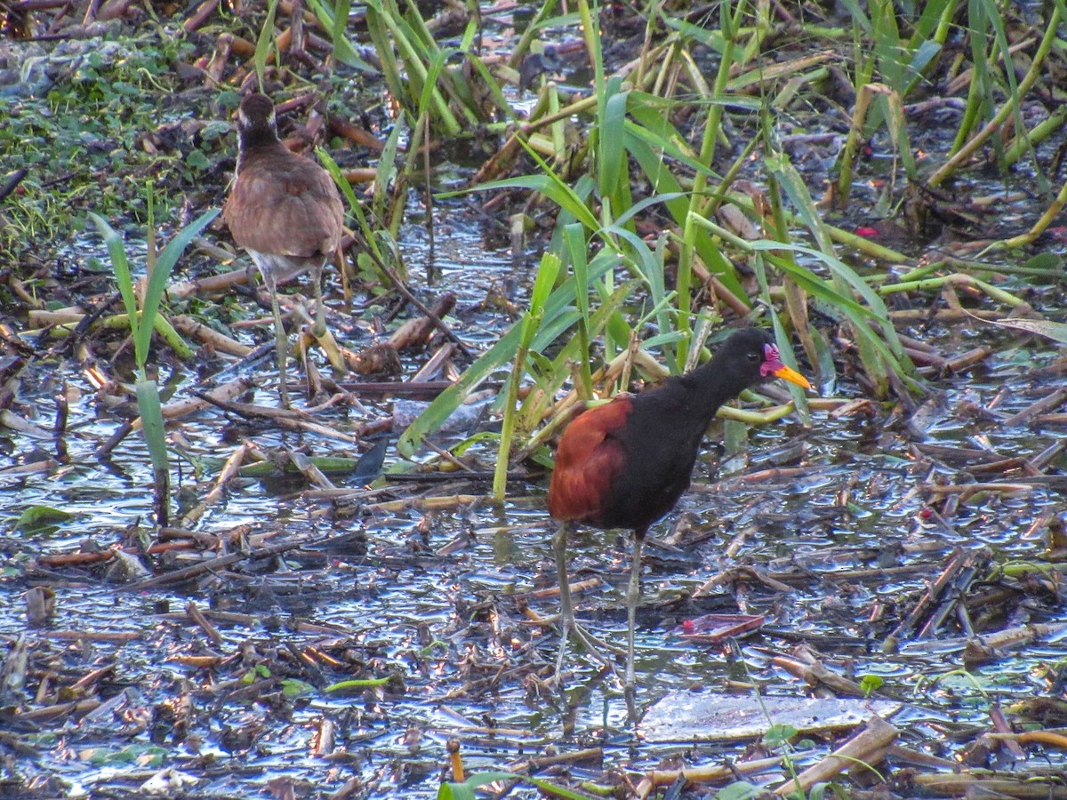 Wattled Jacana - ML618144496