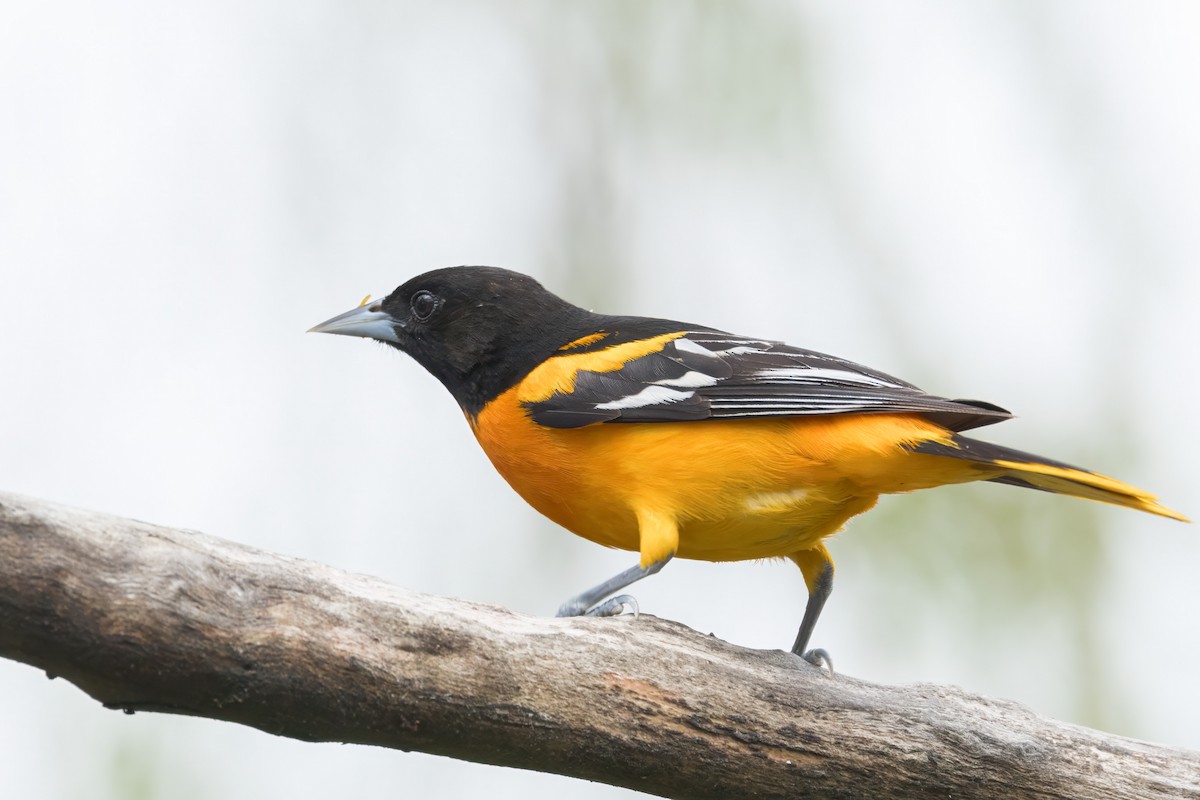 Baltimore Oriole - Ric mcarthur