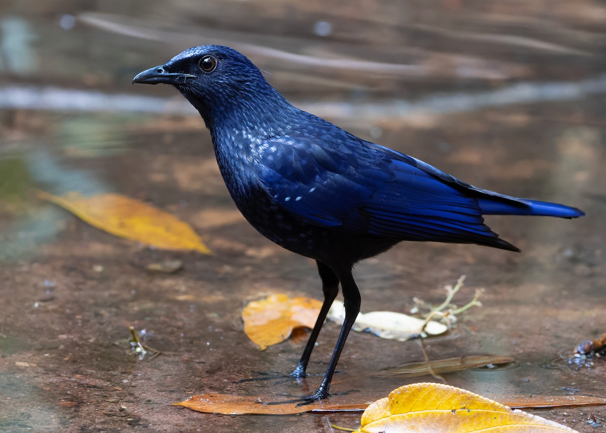 Blue Whistling-Thrush (Black-billed) - Ayuwat Jearwattanakanok