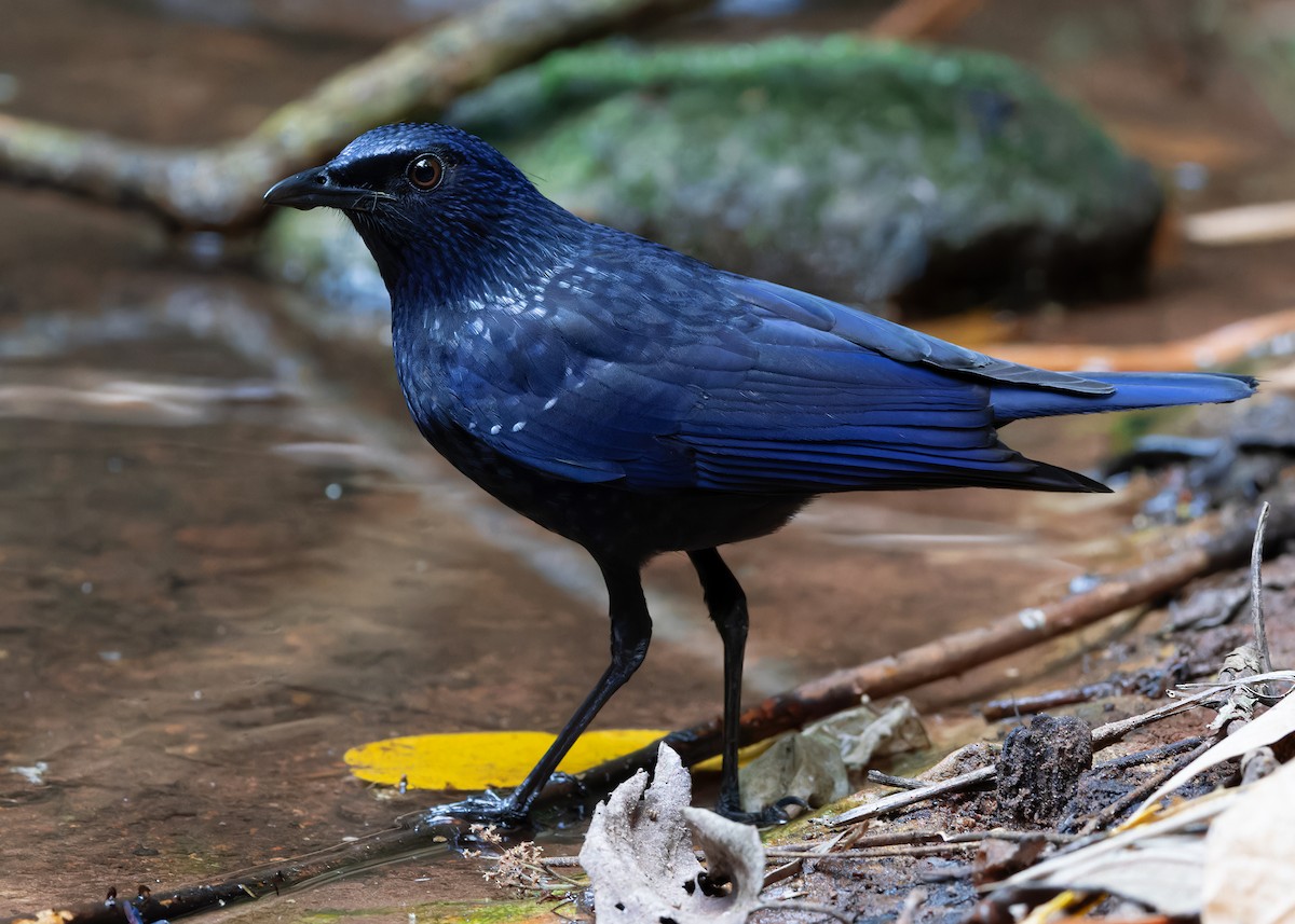 Blue Whistling-Thrush (Black-billed) - Ayuwat Jearwattanakanok