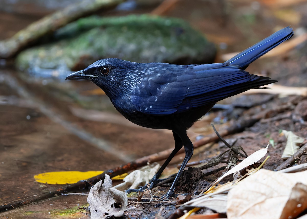 Blue Whistling-Thrush (Black-billed) - Ayuwat Jearwattanakanok