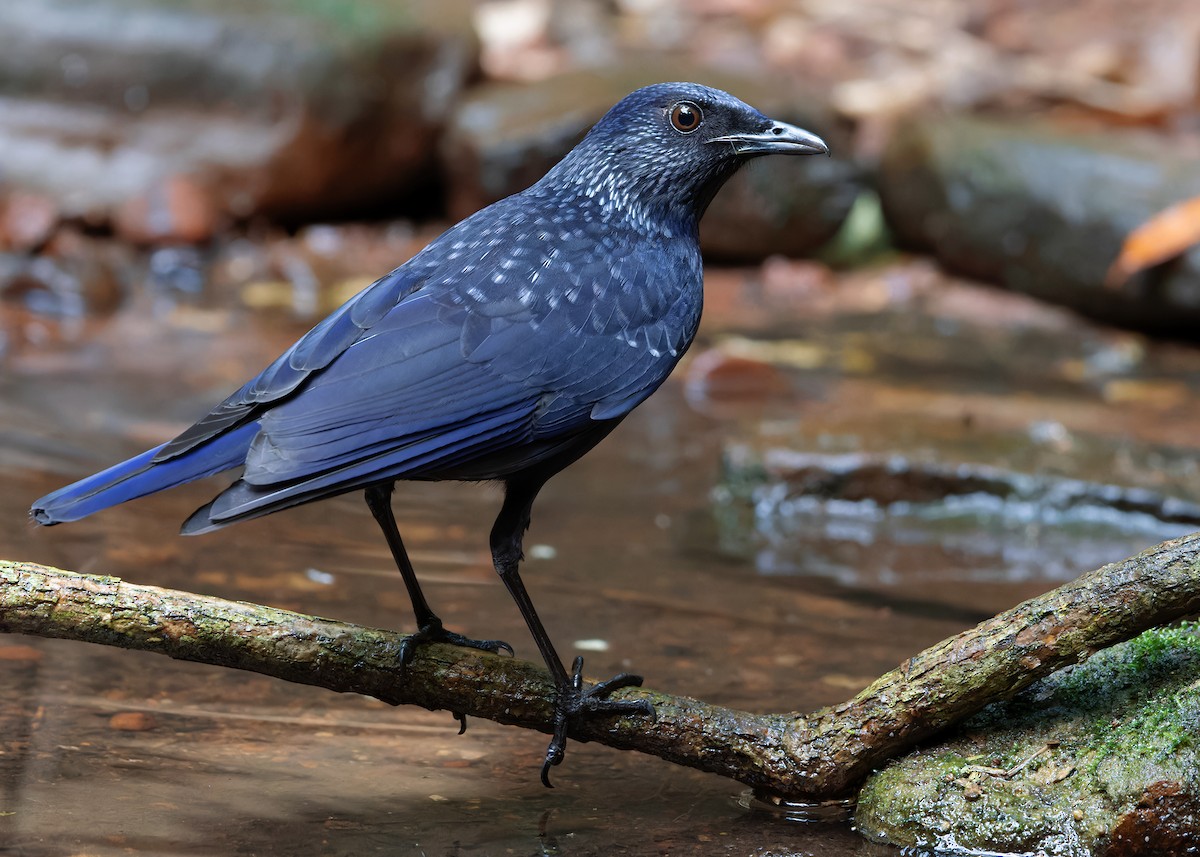 Blue Whistling-Thrush (Black-billed) - Ayuwat Jearwattanakanok