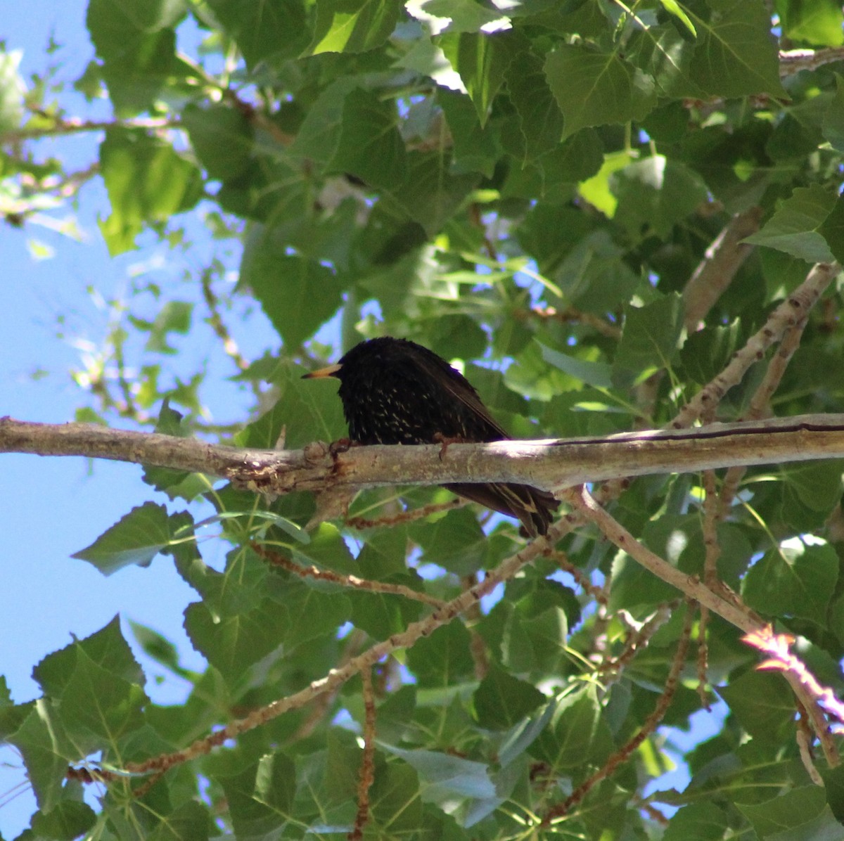 European Starling - Marsha Painter