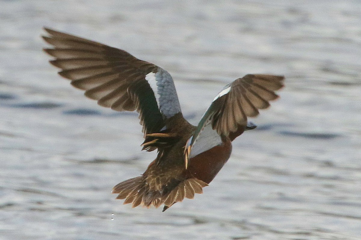 Cinnamon Teal - Susan Hovde