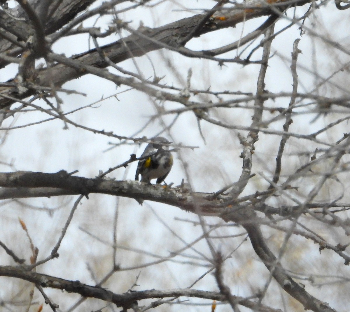 Yellow-rumped Warbler - Hiroyuki Aoki