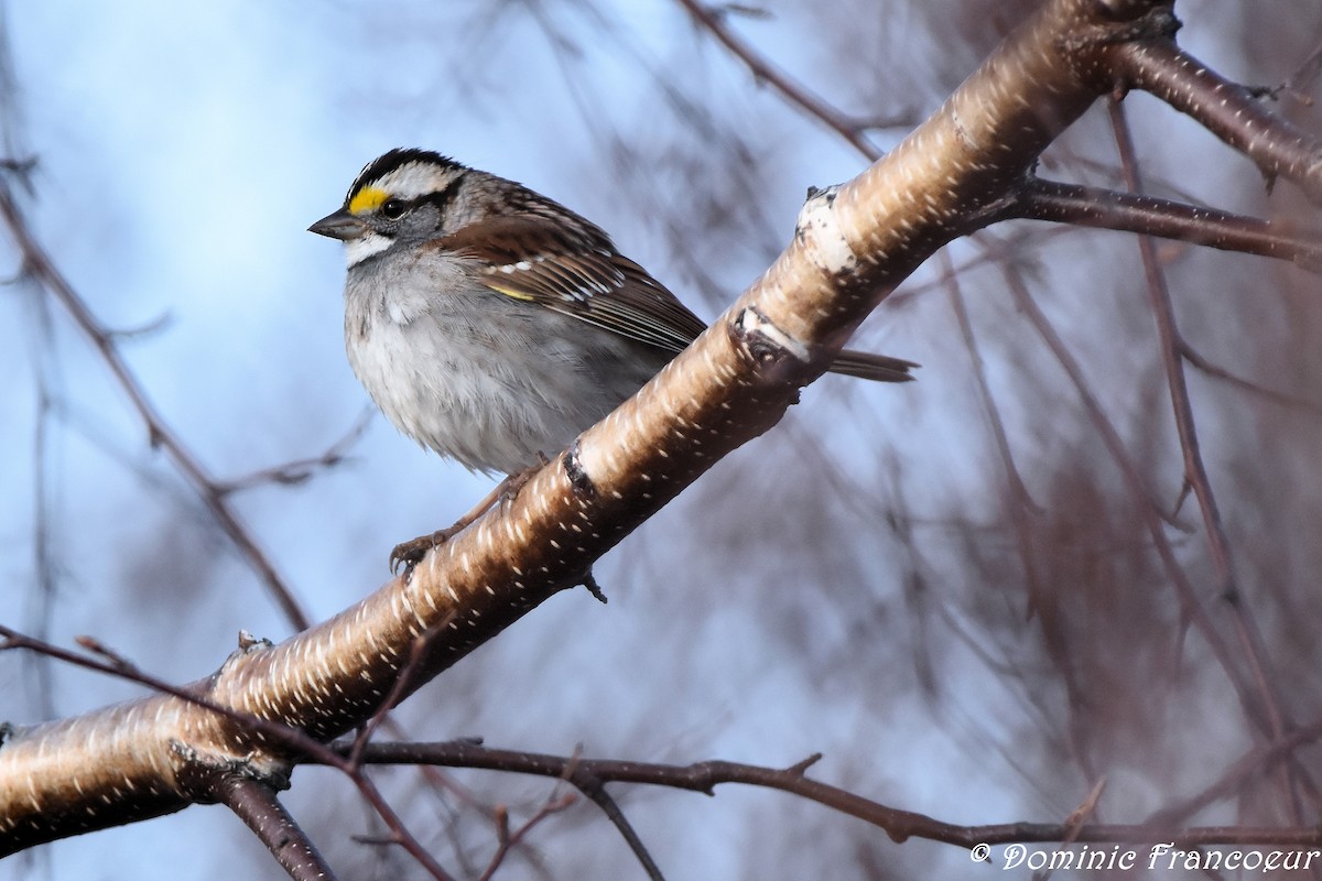 White-throated Sparrow - Dominic Francoeur
