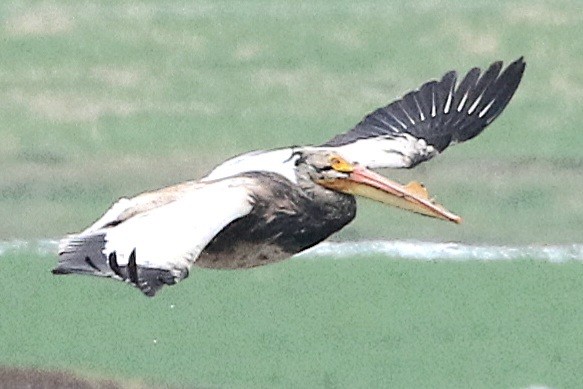 American White Pelican - ML618144515