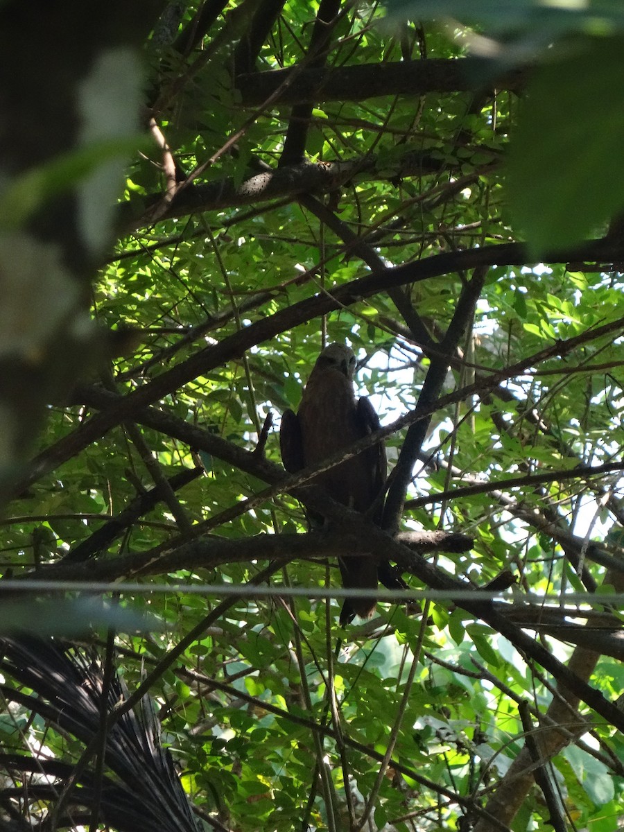 Accipitridae sp. (tipo águila) - ML618144524