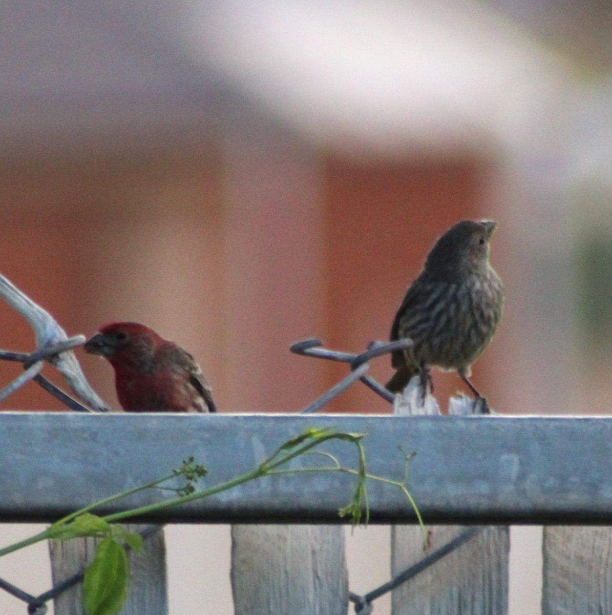 House Finch - Marsha Painter