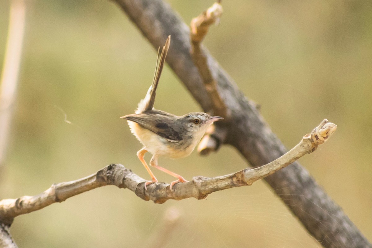 Plain Prinia - Prem swaroop Kolluru