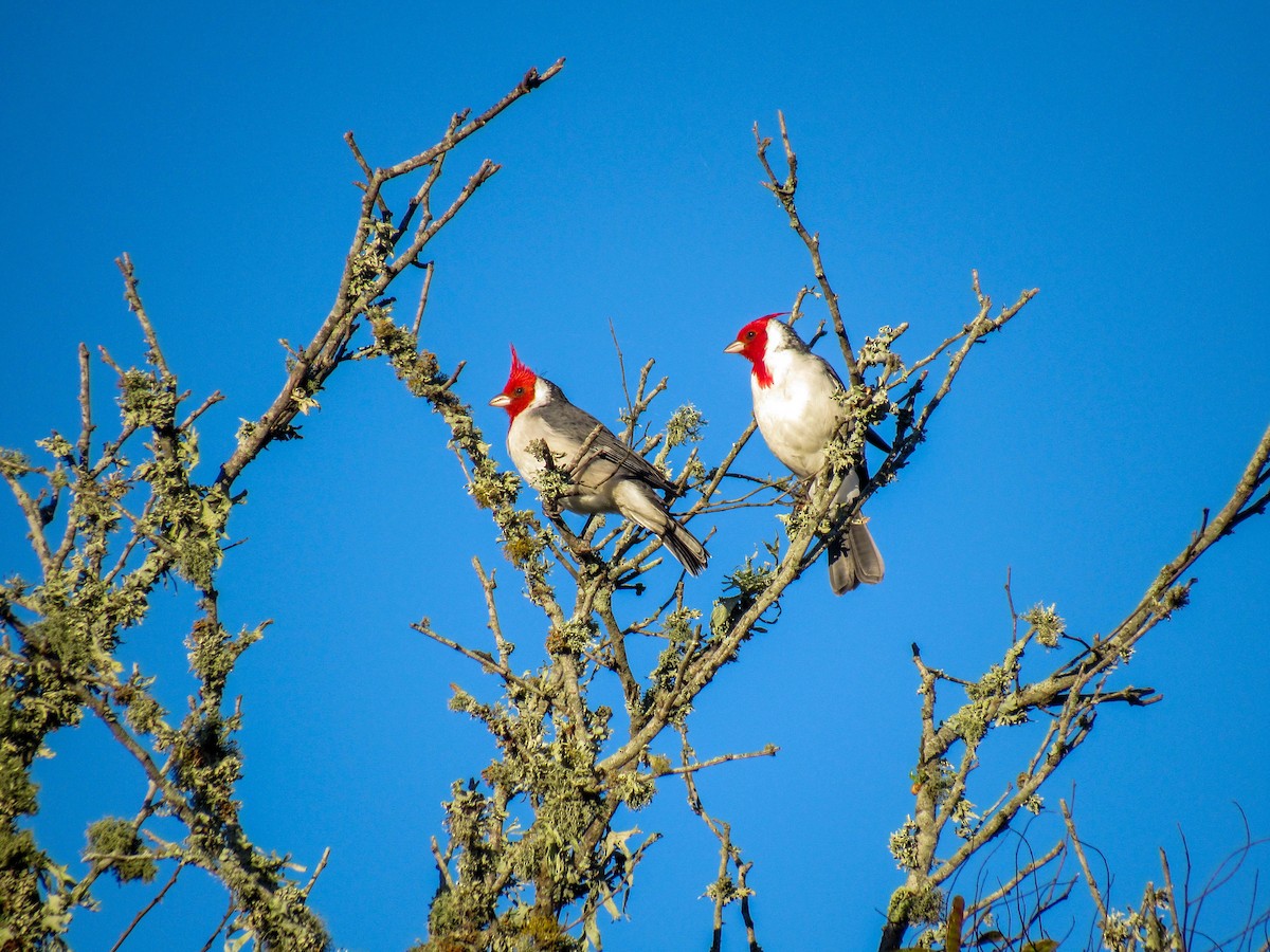 Red-crested Cardinal - ML618144548