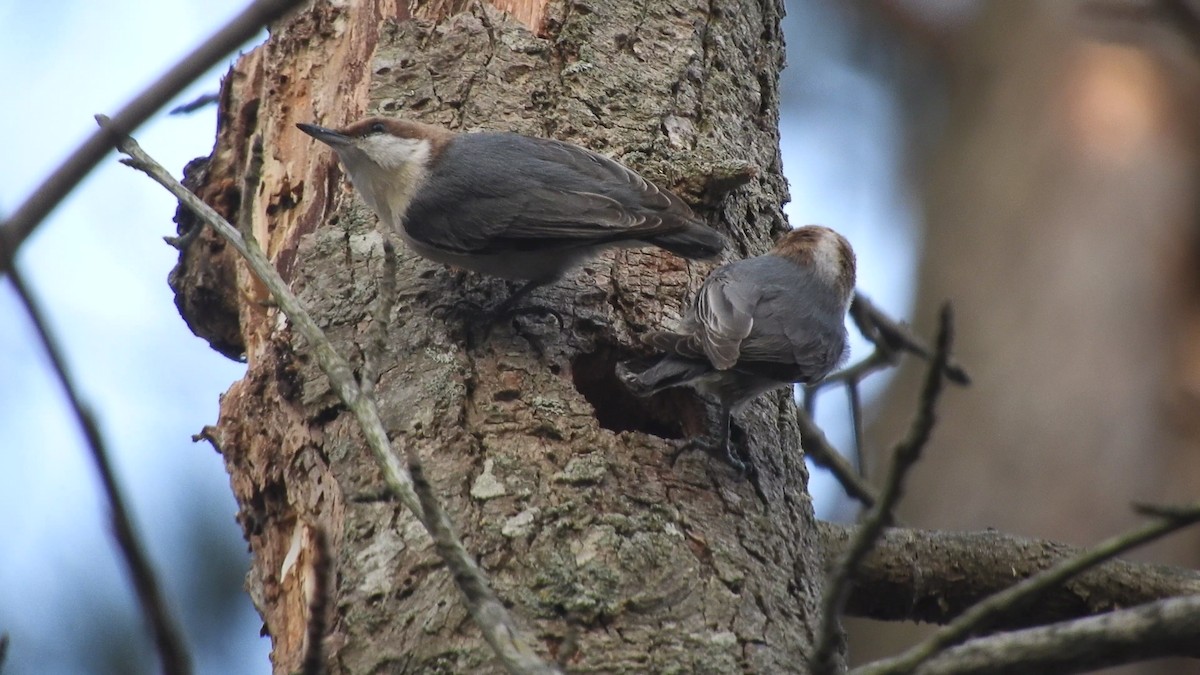 Brown-headed Nuthatch - Ben Springer