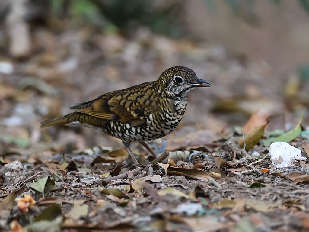 Scaly Thrush (Horsfield's) - ML618144552