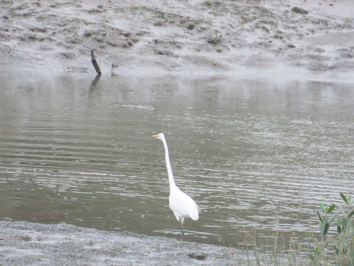 Great Egret - 韋勳 陳