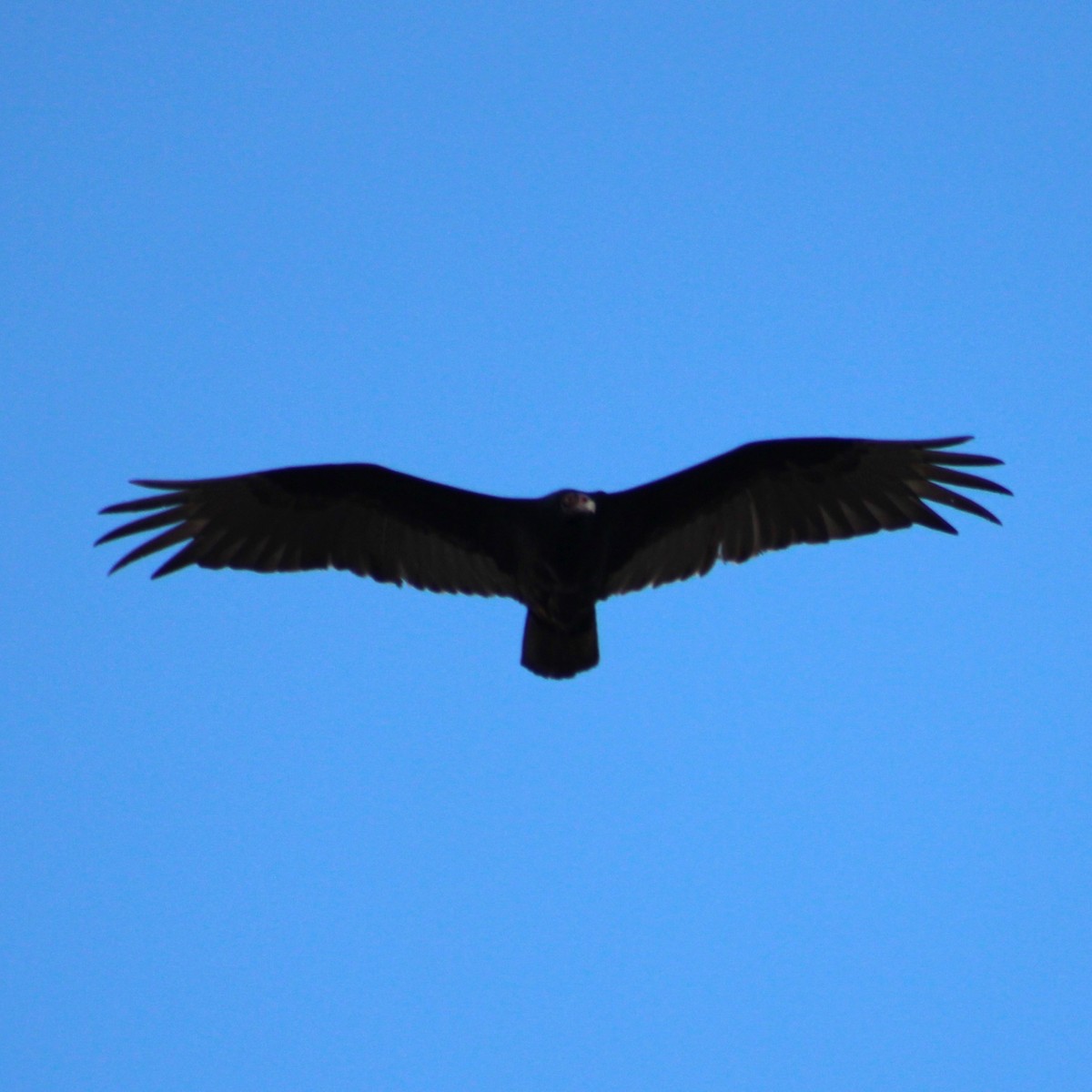 Turkey Vulture - ML618144565