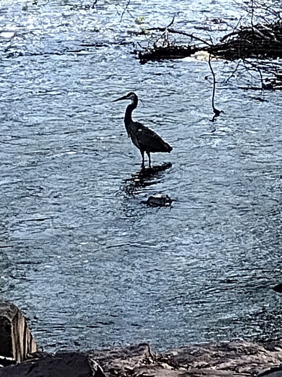 Great Blue Heron - Joseph MacConnell