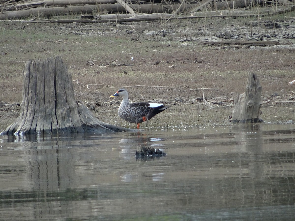 Indian Spot-billed Duck - ML618144571