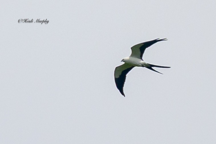 Swallow-tailed Kite - ML618144572