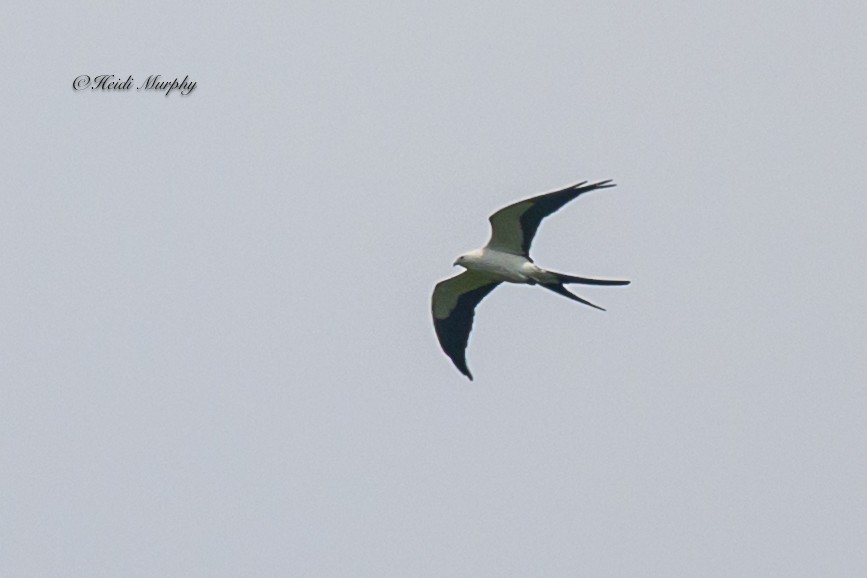 Swallow-tailed Kite - ML618144574