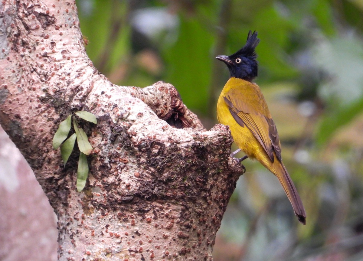 Black-crested Bulbul - tina shangloo