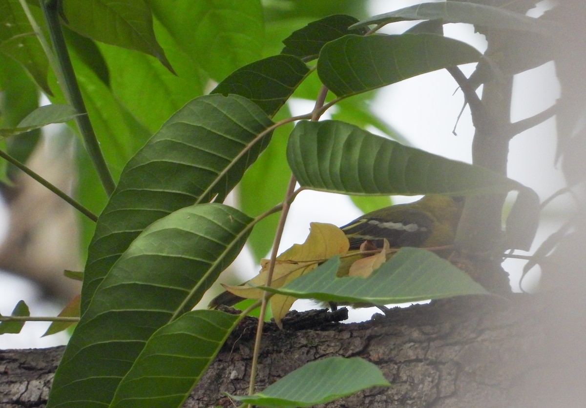 Common Iora - tina shangloo