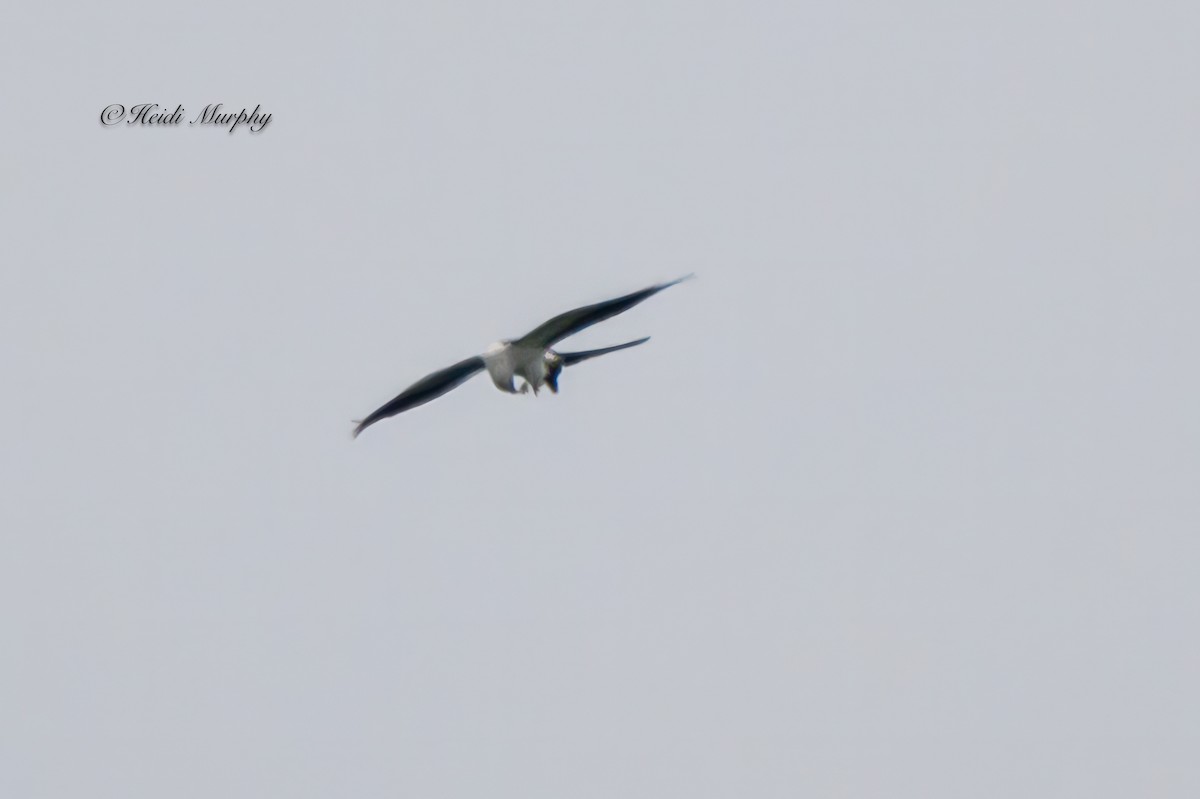 Swallow-tailed Kite - ML618144622