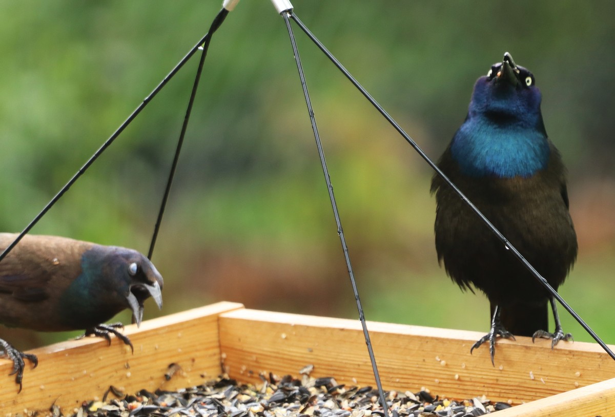 Common Grackle - Charlotte Croshaw