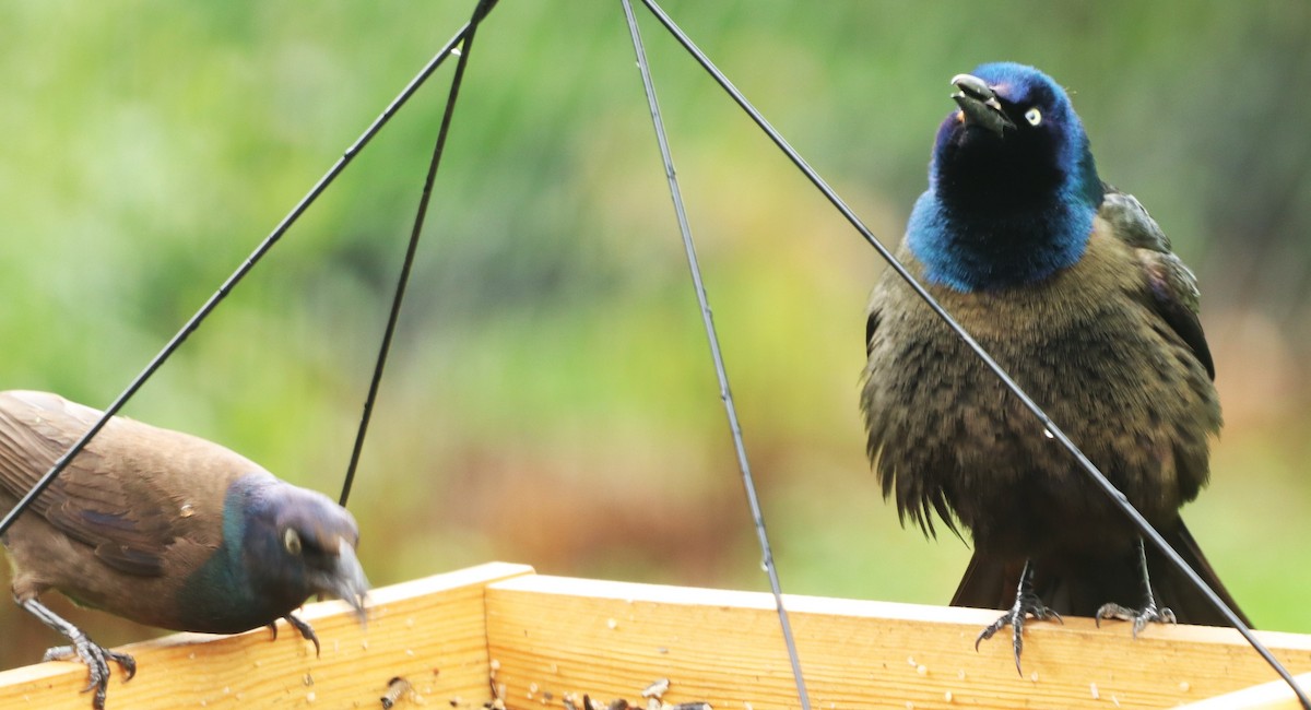 Common Grackle - Charlotte Croshaw