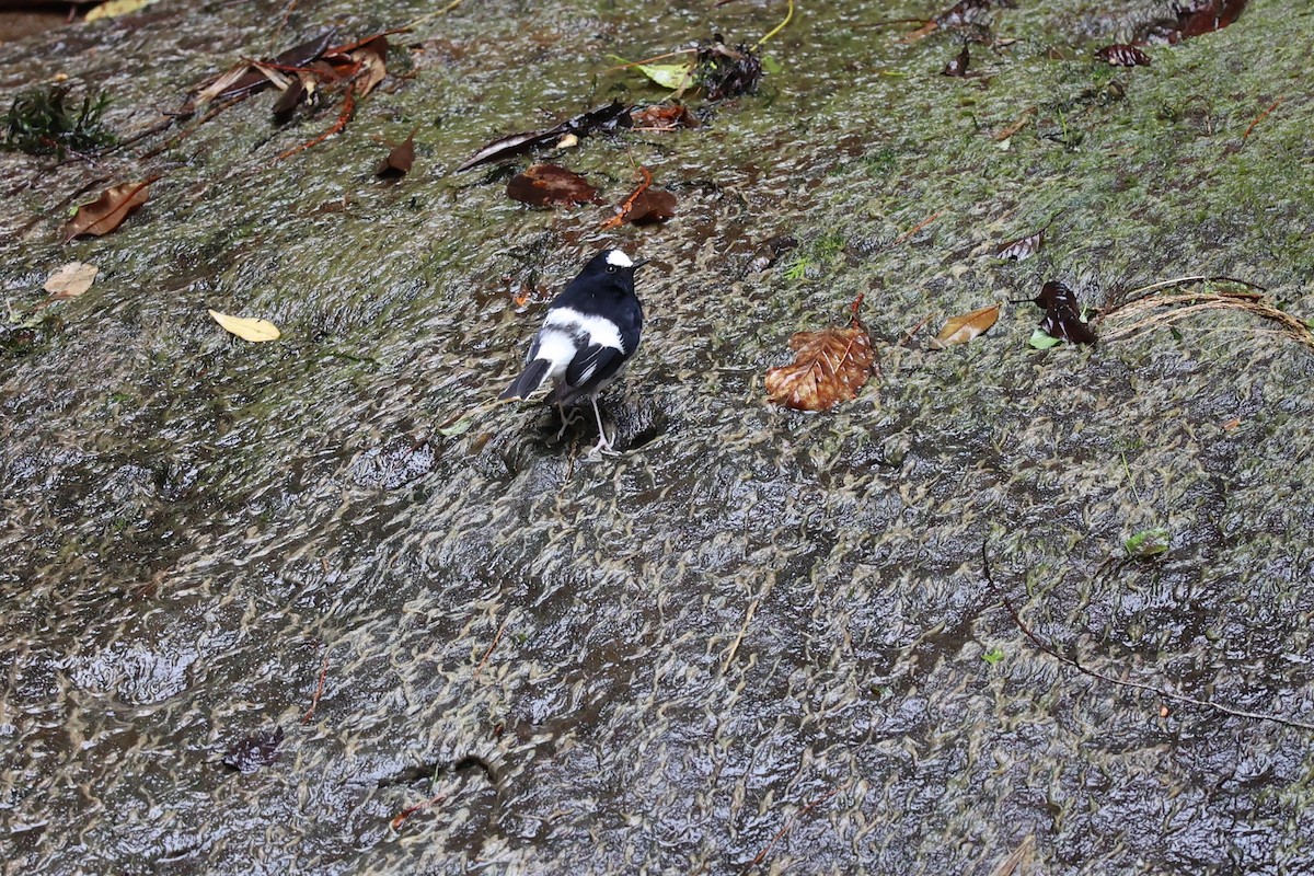 Little Forktail - Jian-Long(建龍) WU(吳)