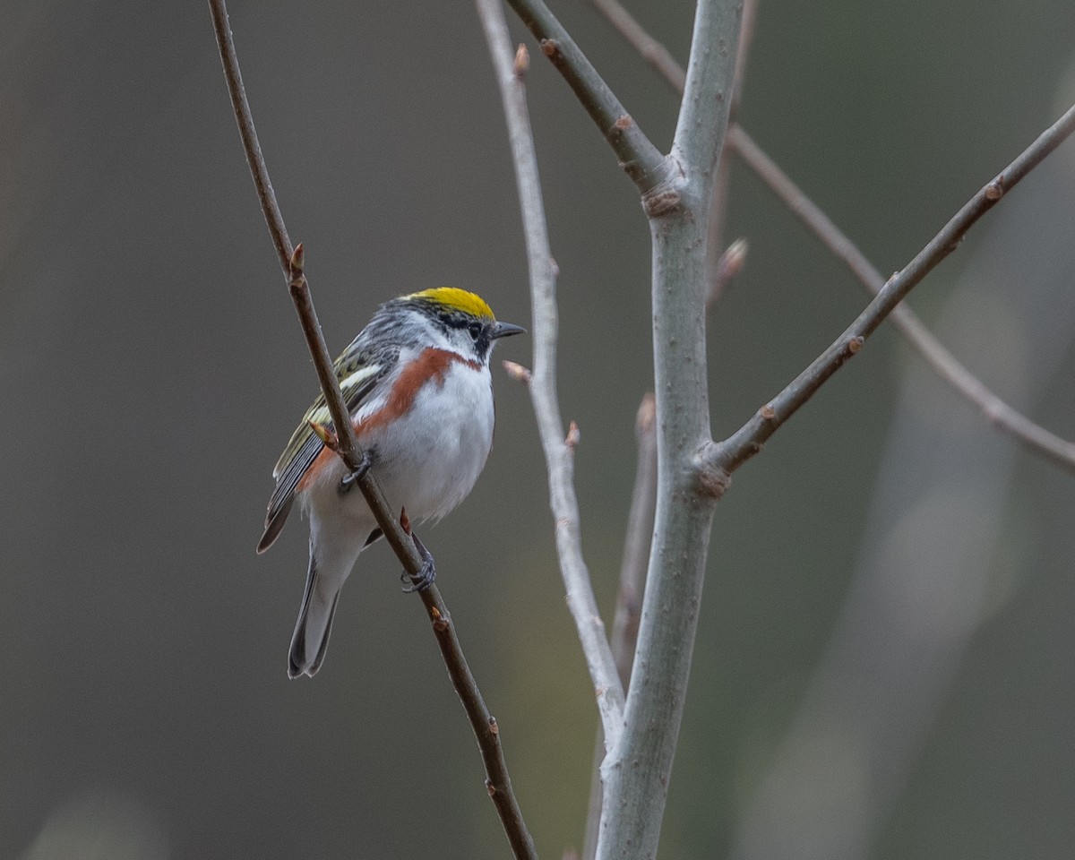 Chestnut-sided Warbler - Dorrie Holmes