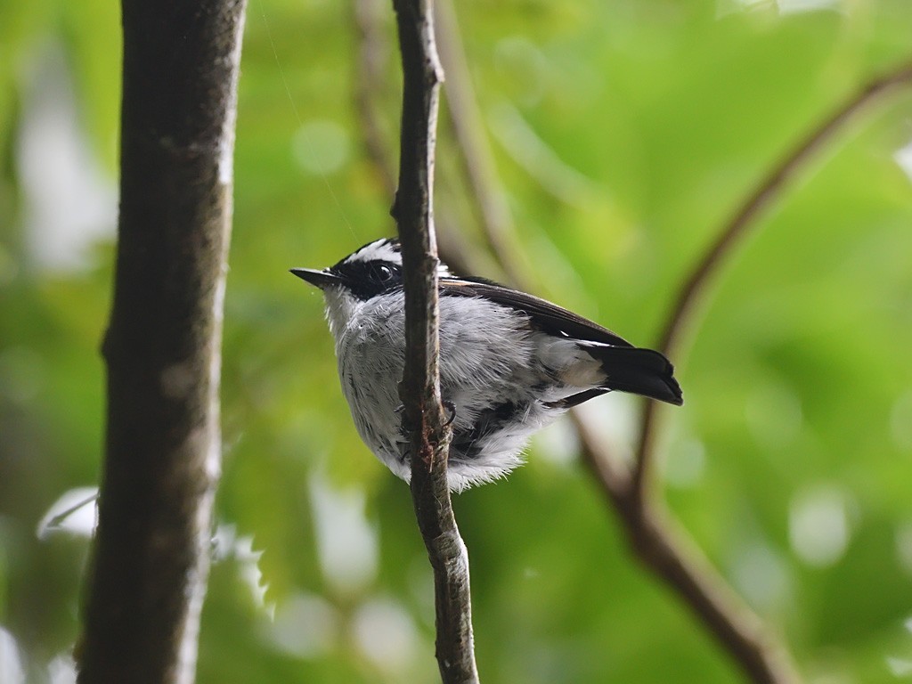 Little Pied Flycatcher - Oleg Chernyshov