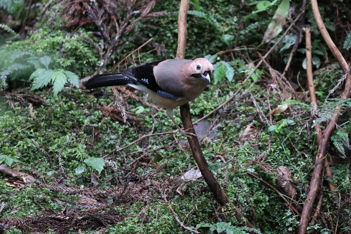 Eurasian Jay (Himalayan) - Jian-Long(建龍) WU(吳)