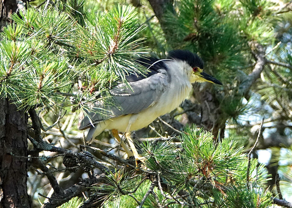 Black-crowned Night Heron - Peter Fang/ Gloria Smith