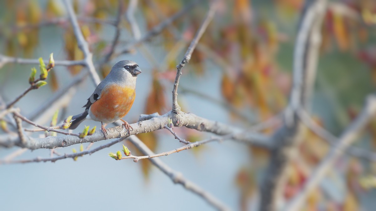 Gray-headed Bullfinch - Tushar Tripathi