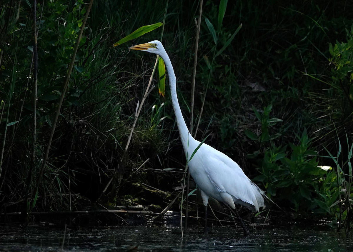 Great Egret - Peter Fang/ Gloria Smith