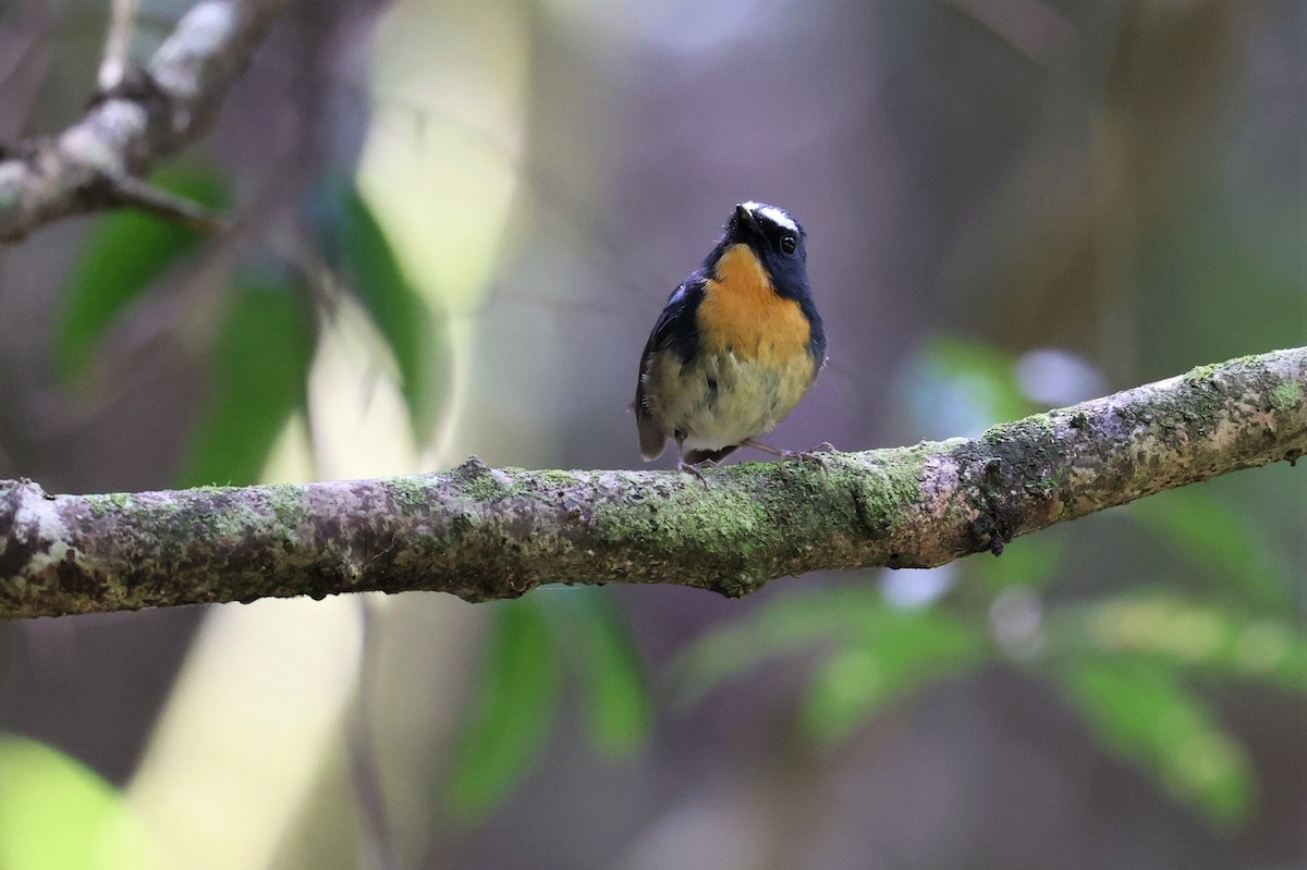 Snowy-browed Flycatcher - ML618144707