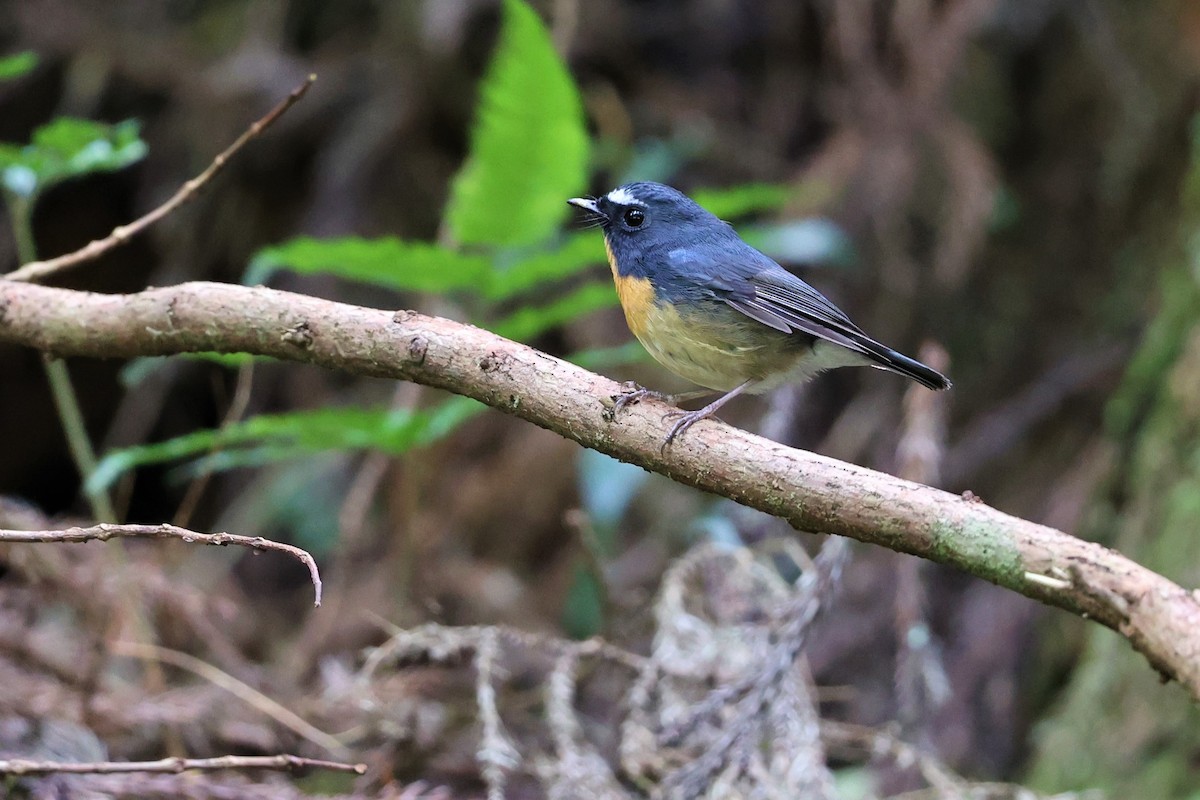 Snowy-browed Flycatcher - ML618144709