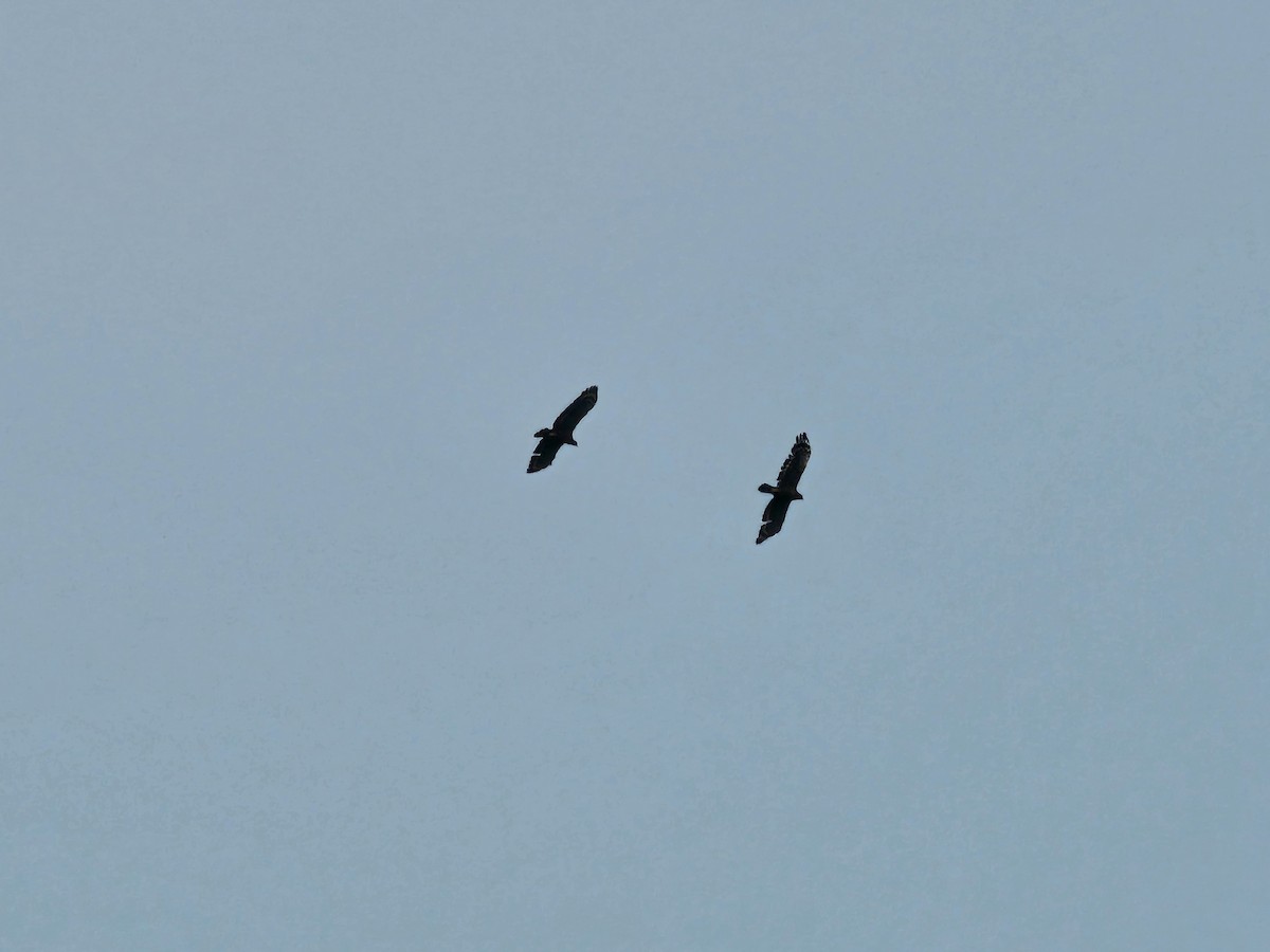 Crested Serpent-Eagle - jason wu