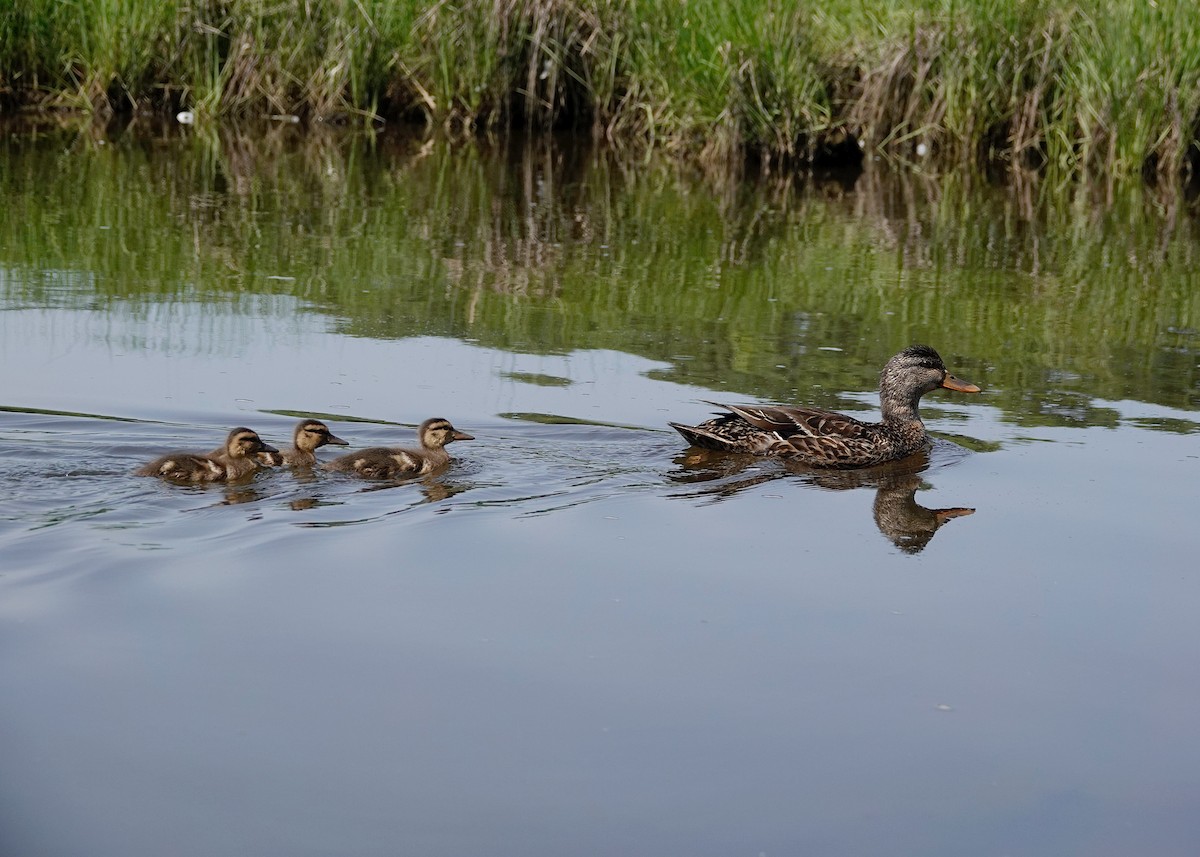 Mallard - Peter Fang/ Gloria Smith