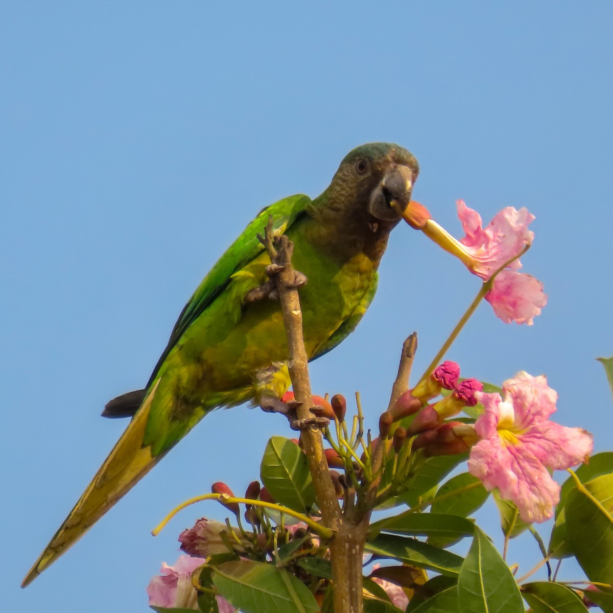 Brown-throated Parakeet - Israel Toloza Pérez