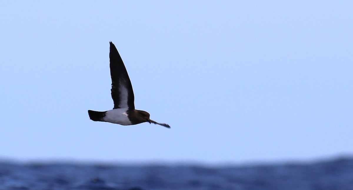 White-bellied Storm-Petrel - Mel Mitchell