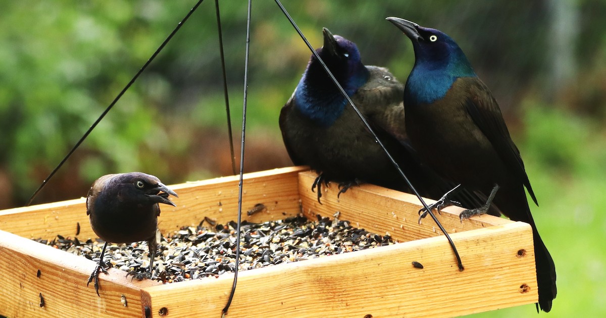 Common Grackle - Charlotte Croshaw