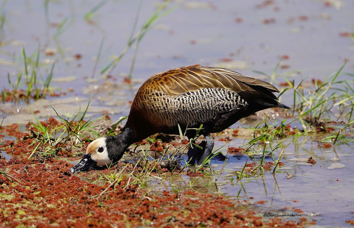 White-faced Whistling-Duck - Captain SUBHASH DAS