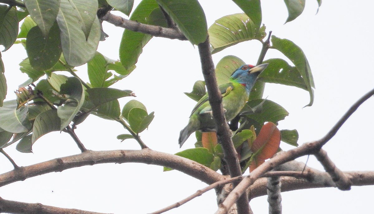 Blue-throated Barbet - ML618144760