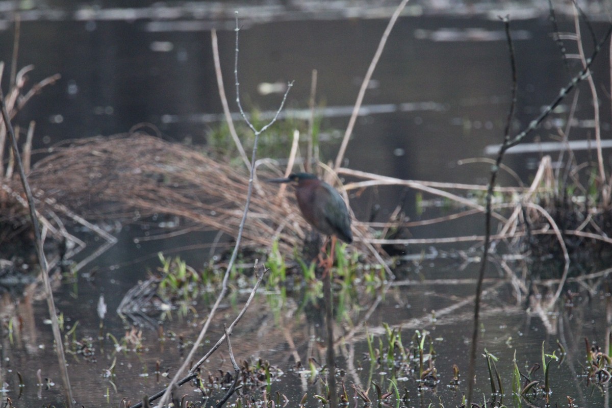 Green Heron - ML618144764