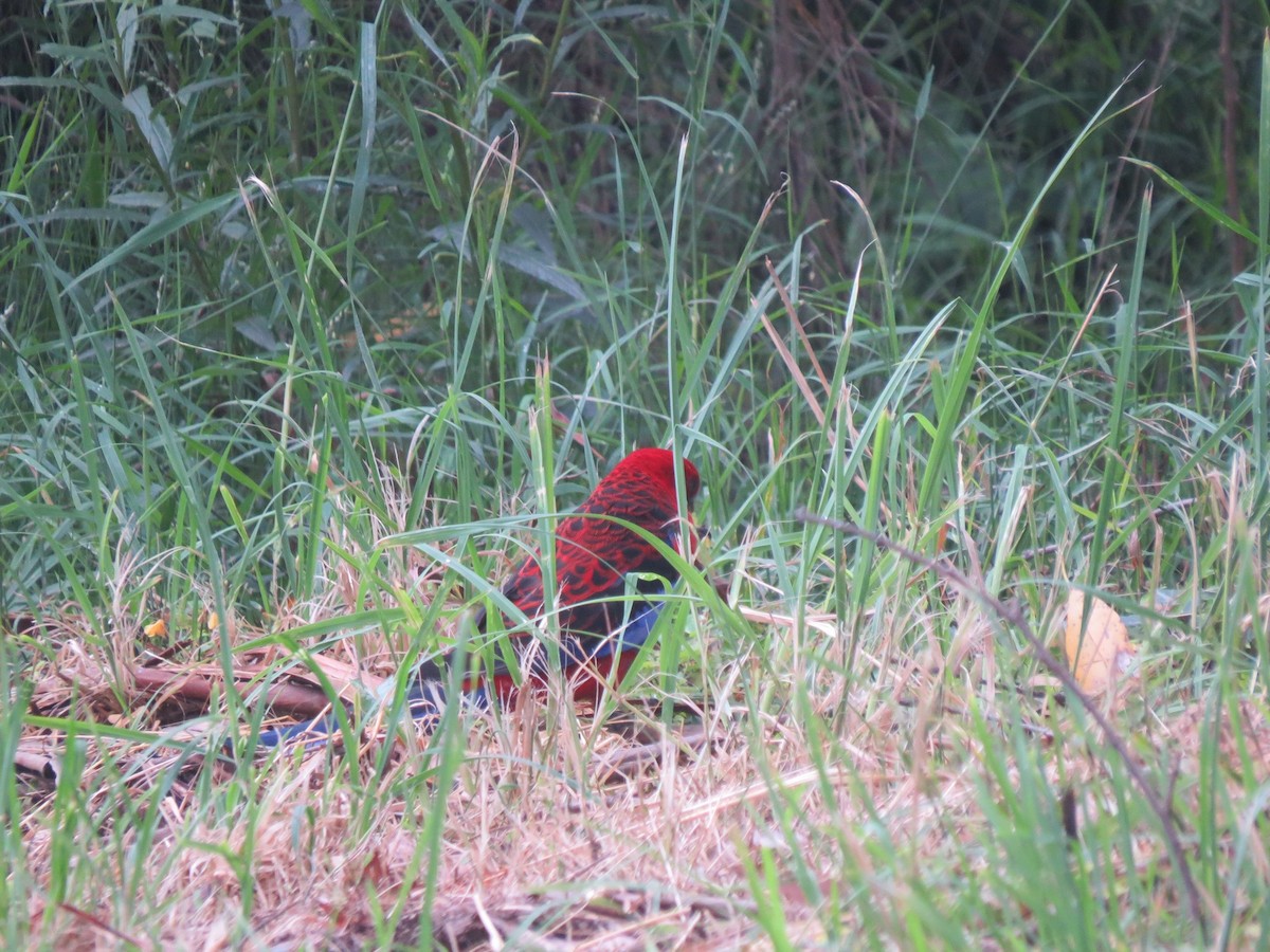 Crimson Rosella - Kurt Gaskill