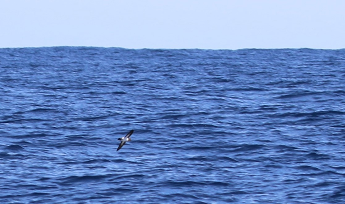 White-bellied Storm-Petrel - ML618144768