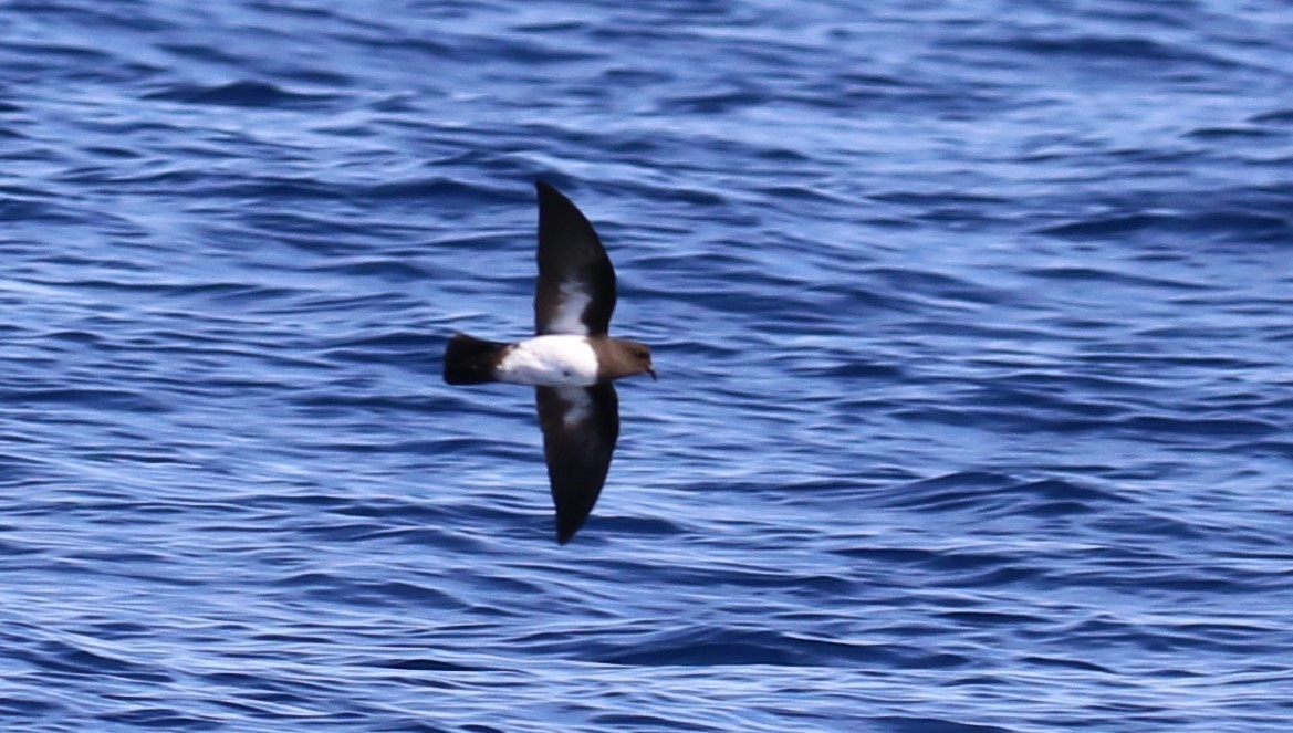 White-bellied Storm-Petrel - ML618144771