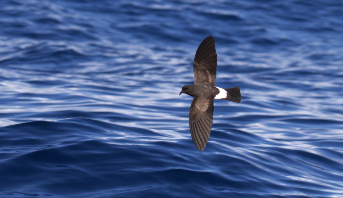 White-bellied Storm-Petrel - ML618144777