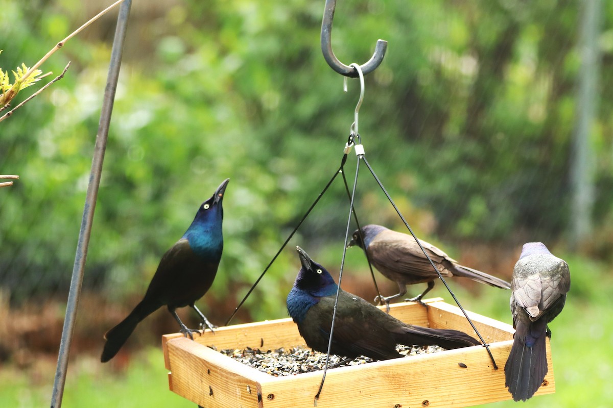 Common Grackle - Charlotte Croshaw